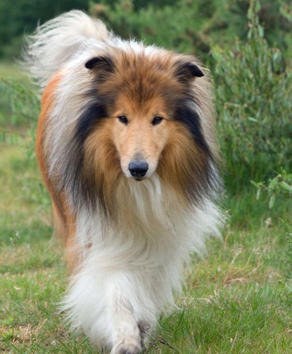牧羊犬