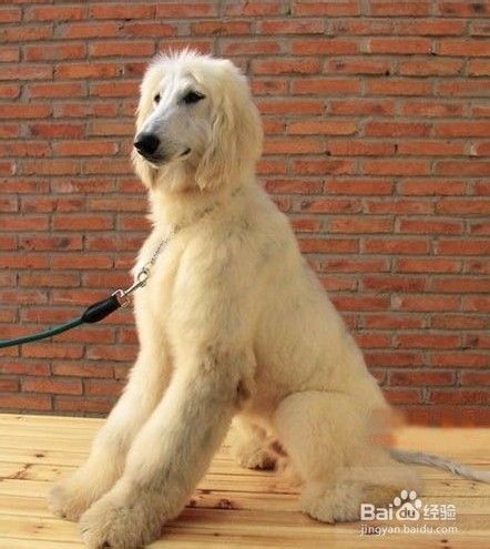 阿富汗猎犬怎么养