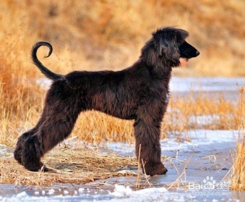 阿富汗猎犬怎么养