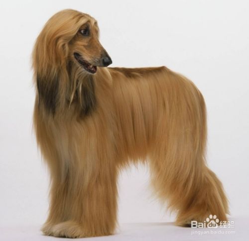 阿富汗猎犬怎么养
