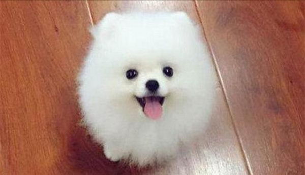 四种最会卖萌的狗狗，柴犬，泰迪上榜