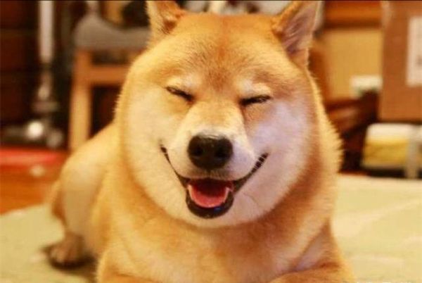 四种最会卖萌的狗狗，柴犬，泰迪上榜