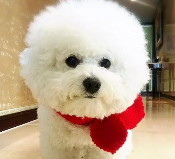 可爱调皮比熊犬，家养宠物犬与赛级有什么区别？