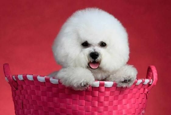 可爱调皮比熊犬，家养宠物犬与赛级有什么区别？