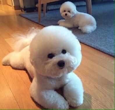 可爱调皮比熊犬，家养宠物犬与赛级有什么区别？