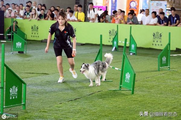 这些敏捷犬都是国内的主力选手，比赛中除了速度还要跨越各种路障