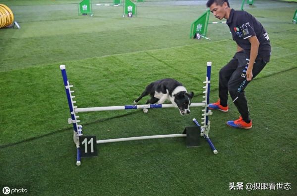 这些敏捷犬都是国内的主力选手，比赛中除了速度还要跨越各种路障