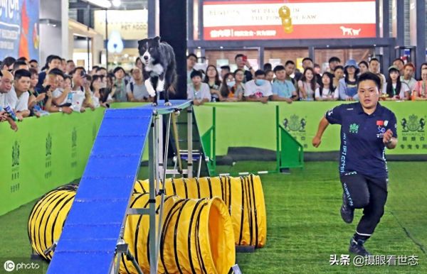 这些敏捷犬都是国内的主力选手，比赛中除了速度还要跨越各种路障