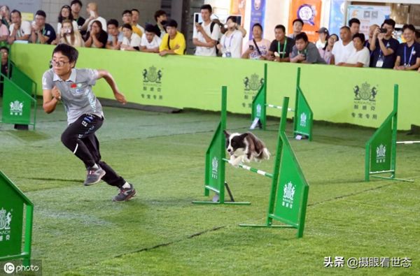 这些敏捷犬都是国内的主力选手，比赛中除了速度还要跨越各种路障