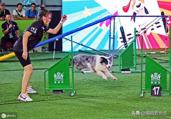 这些敏捷犬都是国内的主力选手，比赛中除了速度还要跨越各种路障