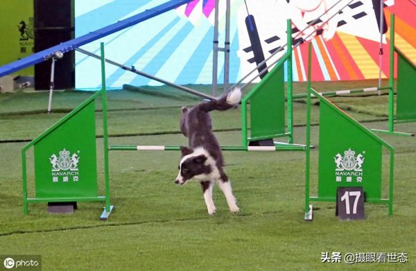 这些敏捷犬都是国内的主力选手，比赛中除了速度还要跨越各种路障