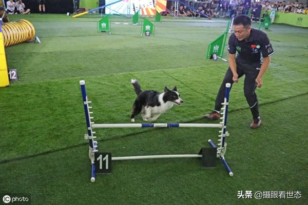 这些敏捷犬都是国内的主力选手，比赛中除了速度还要跨越各种路障