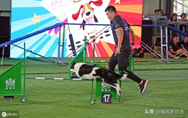 这些敏捷犬都是国内的主力选手，比赛中除了速度还要跨越各种路障