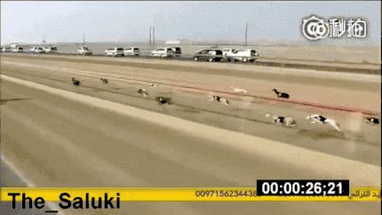 专业的赛狗, 线条实在太美了! 最后跑第一那狗, 它爹可能是豹子……