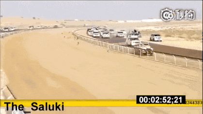 专业的赛狗, 线条实在太美了! 最后跑第一那狗, 它爹可能是豹子……