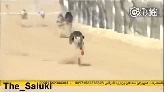 专业的赛狗, 线条实在太美了! 最后跑第一那狗, 它爹可能是豹子……