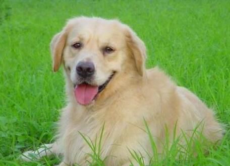 十大最好家庭伴侣犬排行，来看看有没有你家的呢？