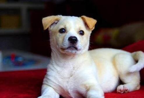 十大最好家庭伴侣犬排行，来看看有没有你家的呢？