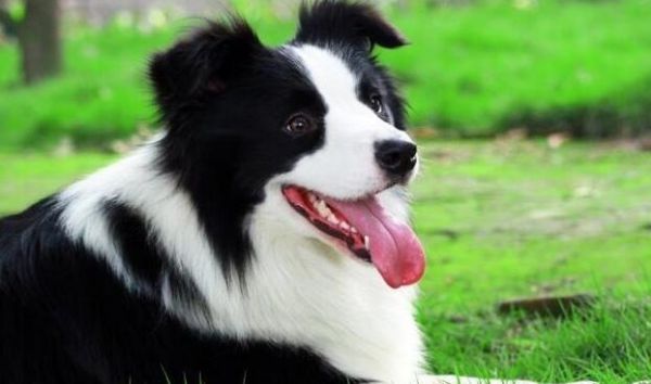 十大最好家庭伴侣犬排行，来看看有没有你家的呢？