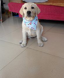 拉布拉多幼犬