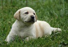 拉布拉多犬
