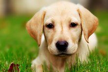 拉布拉多猎犬