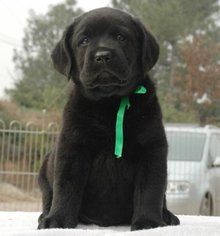 拉布拉多猎犬