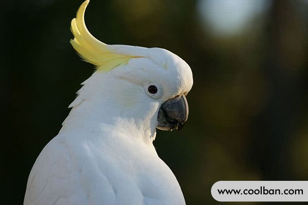 https://cdn.coolban.com/ehow/Editor/2022-05-06/6274c66f26ad8.jpg