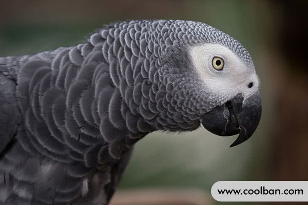 https://cdn.coolban.com/ehow/Editor/2022-05-06/6274c697e66ac.jpg