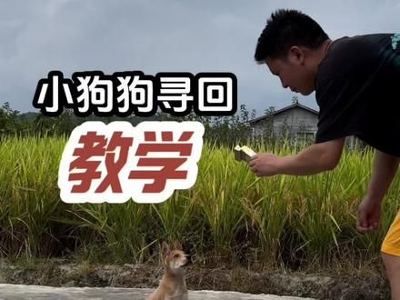 小狗狗寻回教学#养狗的乐趣 #科学养宠攻略 #如何训练小狗 #中华田园犬