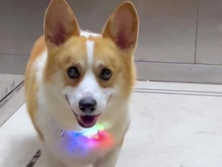 狗狗LED灯项圈|每只小狗都该拥有 这不仅仅一个项圈 更是链接您与宠物心灵的纽带 守护宠物夜间出行 #养猫用品推荐 #项圈 #狗狗夜光项圈 #狗狗