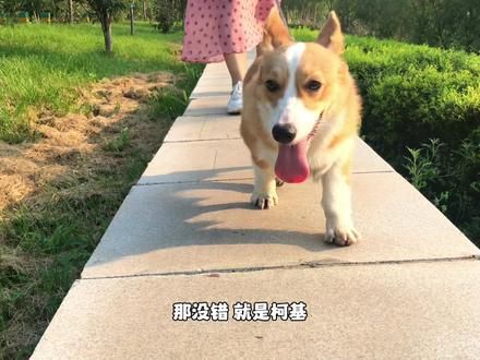众所周知，牛很倔，那比牛更倔的你知道是什么吗？ #柯基 #宠物 #萌宠出道计划
