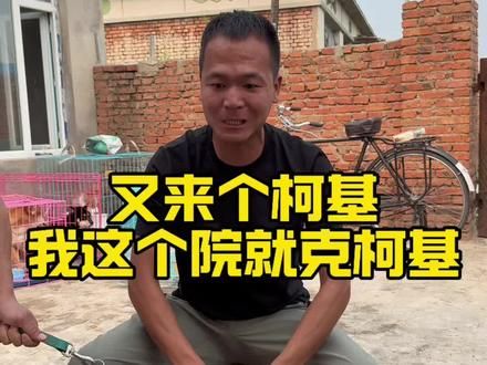 我不是训犬师 #潘宏爱玩狗 #动物的迷惑行为 #抖音萌宠 #狗狗 #养狗经验分享