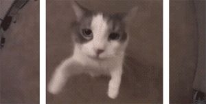 timg.gif