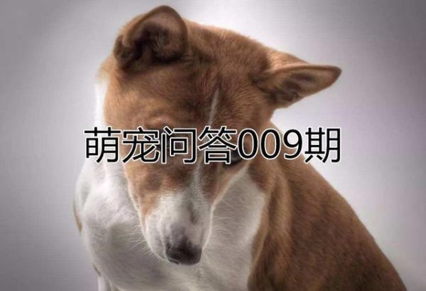 爱宠情绪激动如何调整主人不必读懂其复杂语言，只需守候陪伴！
