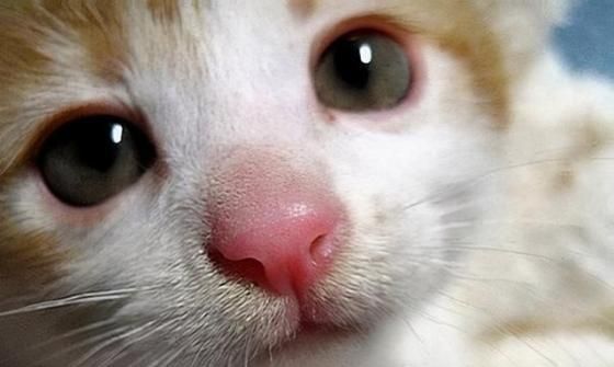 宠物猫咪滴鼻子必备工具及注意事项（保护宠物健康）