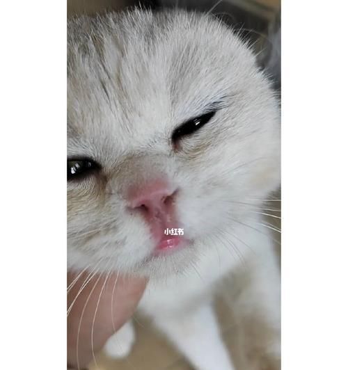 宠物猫咪滴鼻子必备工具及注意事项（保护宠物健康）
