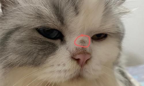 宠物猫咪滴鼻子必备工具及注意事项（保护宠物健康）