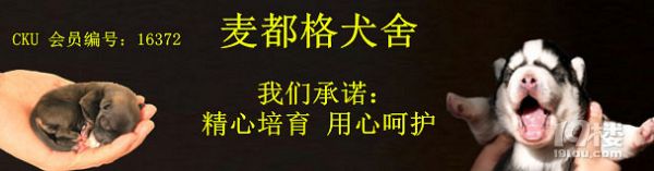 关于外界对宠物繁育销售者的一些误读。