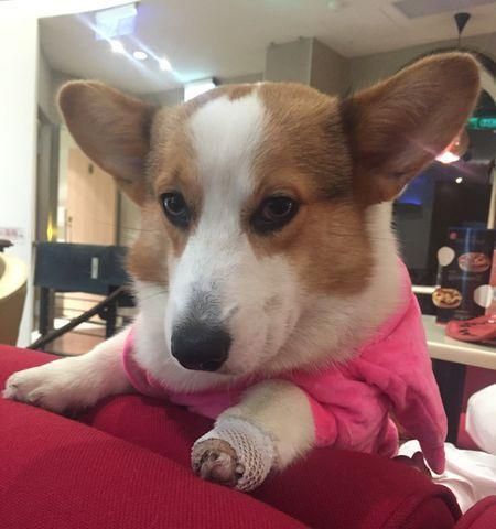 给爱犬戴指甲套，是一种必要的护理方式（如何正确给狗狗戴指甲套，避免伤害和不适？）