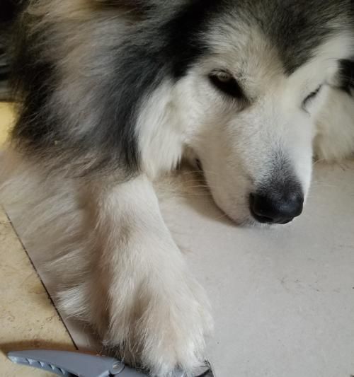 给爱犬戴指甲套，是一种必要的护理方式（如何正确给狗狗戴指甲套，避免伤害和不适？）