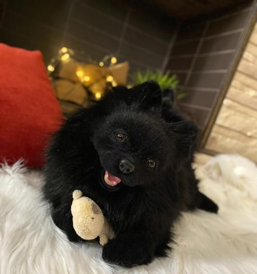 如何剪狗的黑色指甲（从宠物健康出发）