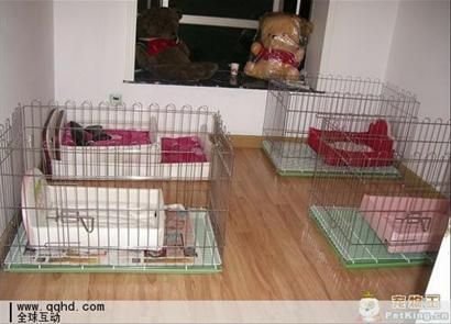 春节寄养猫猫狗狗“五星级狗店”很抢手给它住单间为它写日记