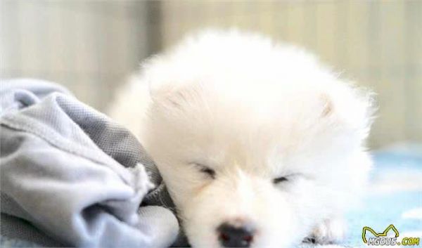 宠物多大被视为老年犬？关于老年犬的几块饮食选择，你知道多少？
