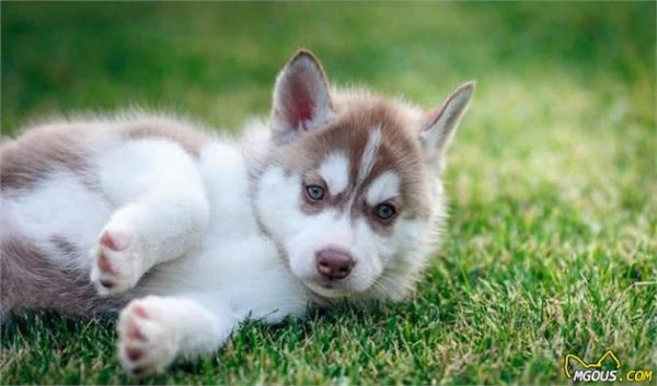 宠物多大被视为老年犬？关于老年犬的几块饮食选择，你知道多少？