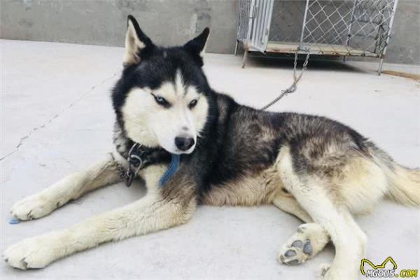 宠物多大被视为老年犬？关于老年犬的几块饮食选择，你知道多少？
