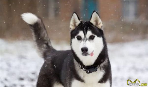 宠物多大被视为老年犬？关于老年犬的几块饮食选择，你知道多少？