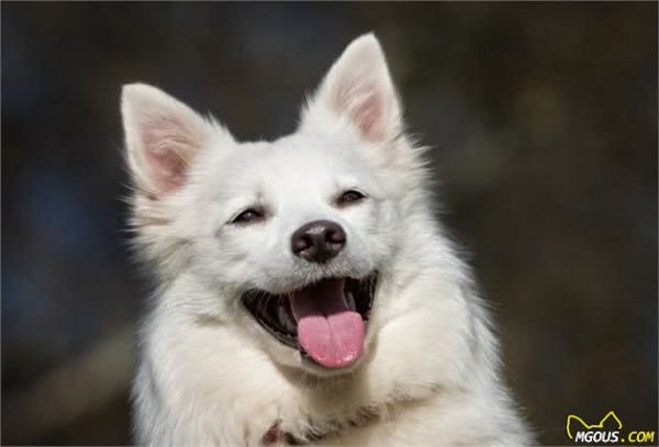 宠物多大被视为老年犬？关于老年犬的几块饮食选择，你知道多少？