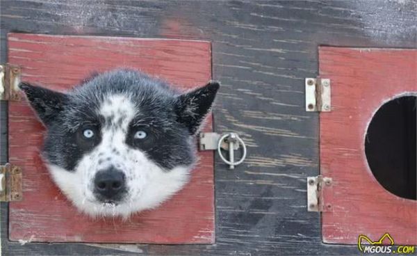 宠物多大被视为老年犬？关于老年犬的几块饮食选择，你知道多少？