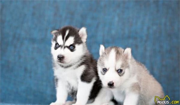 宠物多大被视为老年犬？关于老年犬的几块饮食选择，你知道多少？